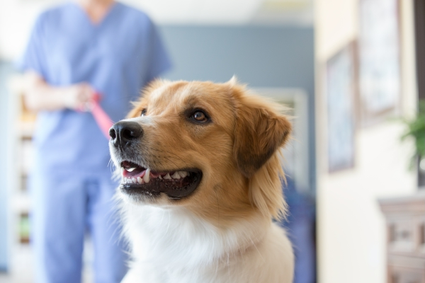 Benefits-of-pet-insurance